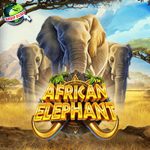 African Elephant Hadir di Cnnslot AMP Login Menangkan Hadiah!