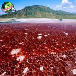 Danau Natron Tanzania: Pesona Mistis di Balik Keseraman!