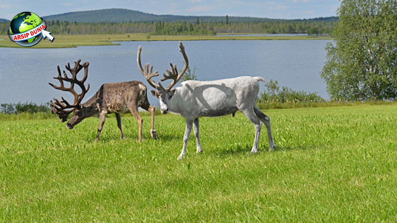 Danau Reindeer Keindahan2 Fantastis untuk Petualang Sejati