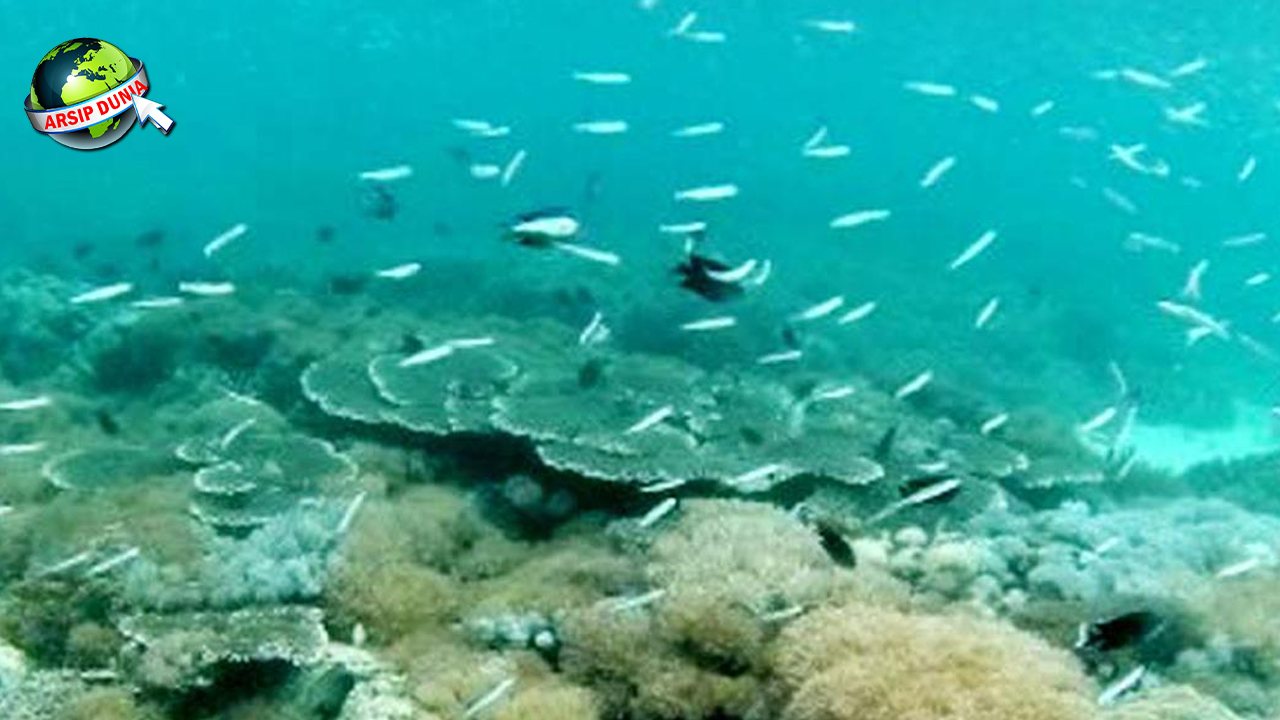 Laut Arafuru 5 Keindahan Alam yang Jarang Dijamah