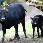 Sejarah Anoa Jejak 1 Satwa dalam Purba dari Sulawesi