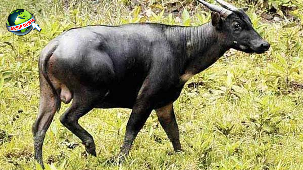 Sejarah Anoa Jejak 1 Satwa dalam Purba dari Sulawesi