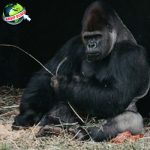 Gorila dalam 50 Sejarah Dari Hutan Tropis ke Dunia
