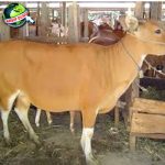 Sapi Hewan Liar Purba 10.000 Tahun Jadi Andalan