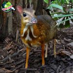 Sejarah Kancil 1 Hewan Kecil dengan Akal Besar