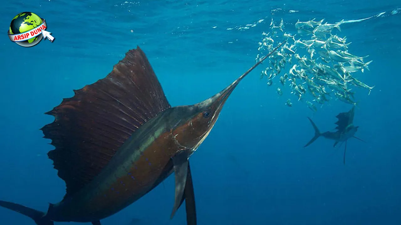 Ikan Marlin, Dari Lautan ke Tugu 7 Ikonik Cantik