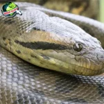 Anaconda Ular Air Raksasa dari Sungai Amazon 1925