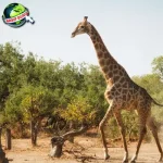 Sejarah Unik Jerapah Eropa Purba ke 1 Afrika Modern