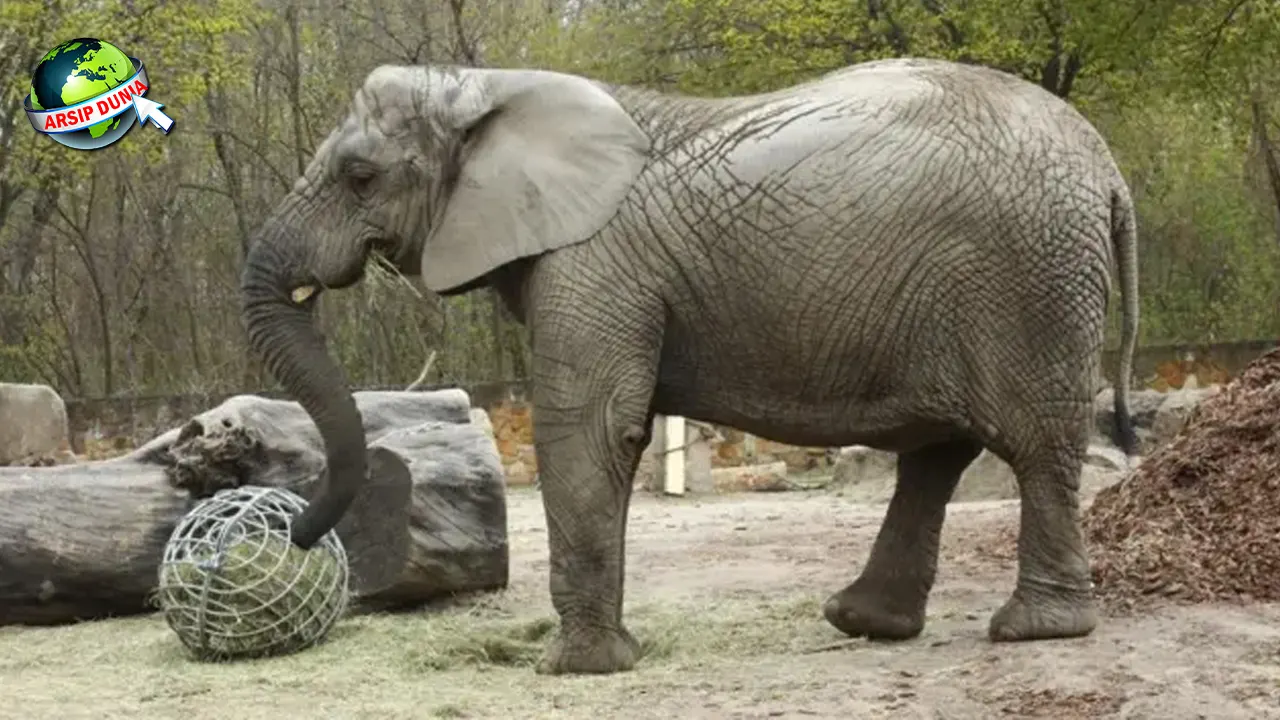 Jejak Evolusi Gajah 60 Juta Tahun Bertahan Hidup
