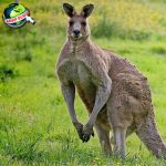 Kanguru Misteri 5 Fosil Purba ke Maskot Nasional