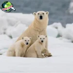 Beruang dalam 5 Sejarah Antara Mitos dan Fakta