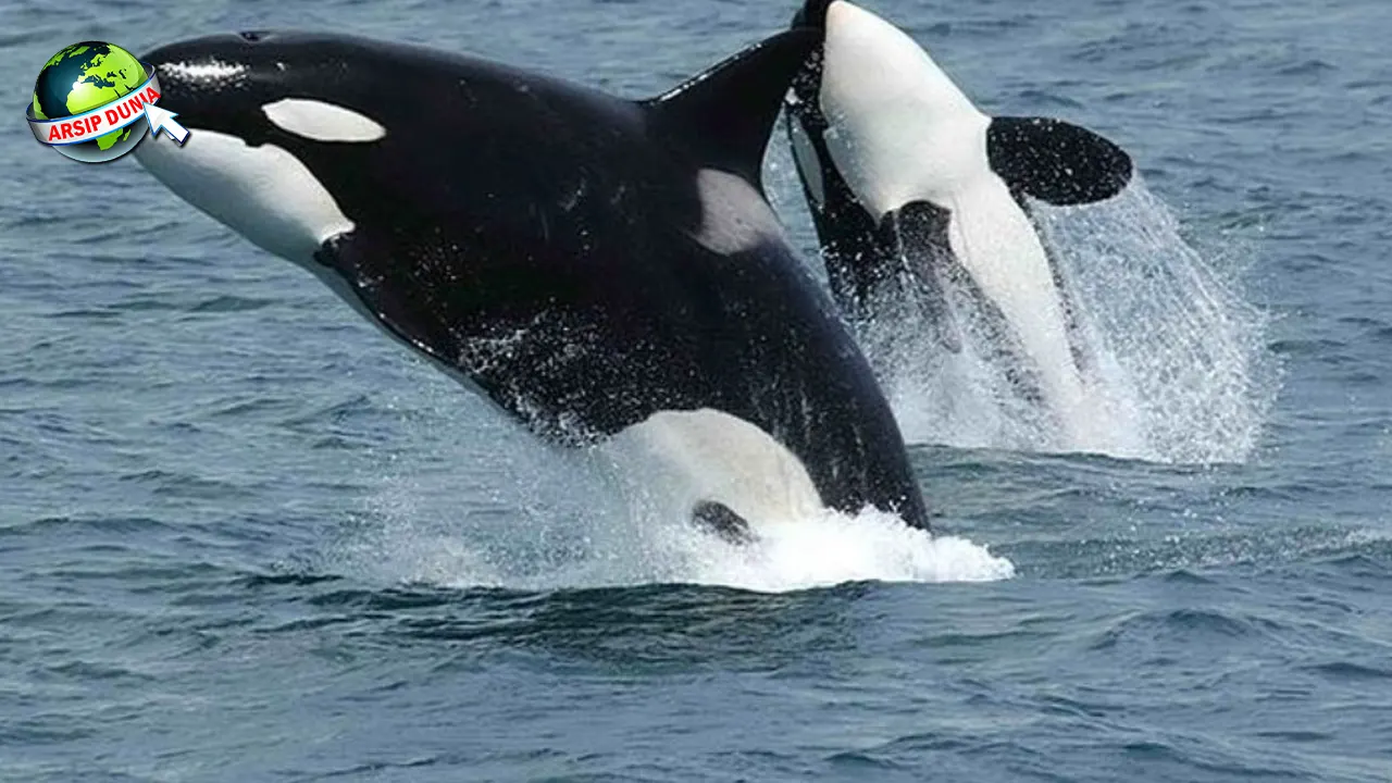 Ikan Paus 101 Cerita Evolusi yang Gak Kalah Epic