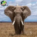 Jejak Evolusi Gajah 60 Juta Tahun Bertahan Hidup