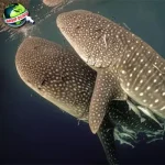 Hiu Paus Dari 4 Isla Holbox ke Panggung Abadi