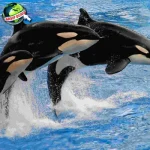 Ikan Paus 101 Cerita Evolusi yang Gak Kalah Epic