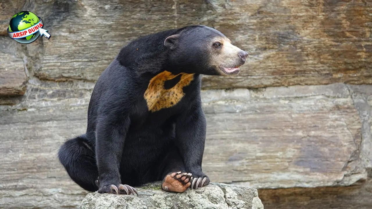 Beruang dalam 5 Sejarah Antara Mitos dan Fakta