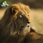 Singa dalam Budaya Dari 2 Afrika ke Asia