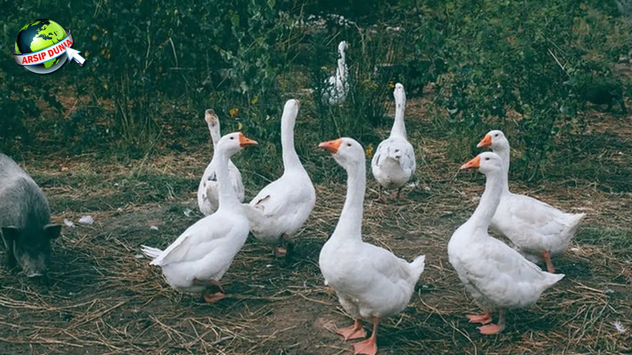Angsa Burung Air yang lucu Jejak Zaman 7.000