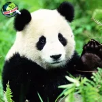 Hewan Panda 15 Jejak Lucu yang Bikin Cubit