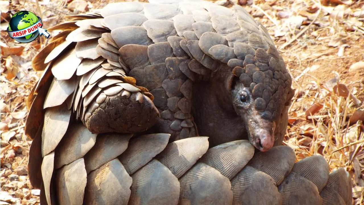 Trenggiling 19 Dari Mitos Kuno ke Dunia Viral