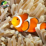Ikan Nemo Dari 2 Habitat Alami hingga Hidup Global