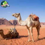 Sejarah Unta 5 Peran Penting Hewan Ini di Peradaban