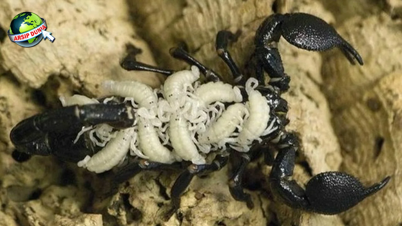 Kalajengking 750 Juta Tahun Evolusi Mengagumkan