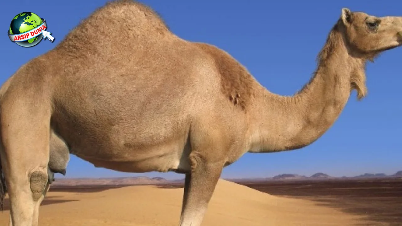 Sejarah Unta 5 Peran Penting Hewan Ini di Peradaban