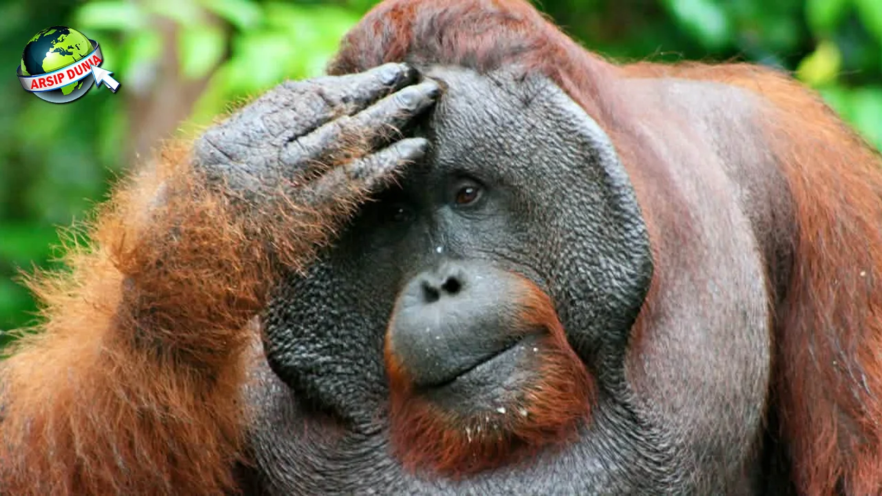 Kera Kisah Tepat Panjang dari 2 Pohon ke Peradaban