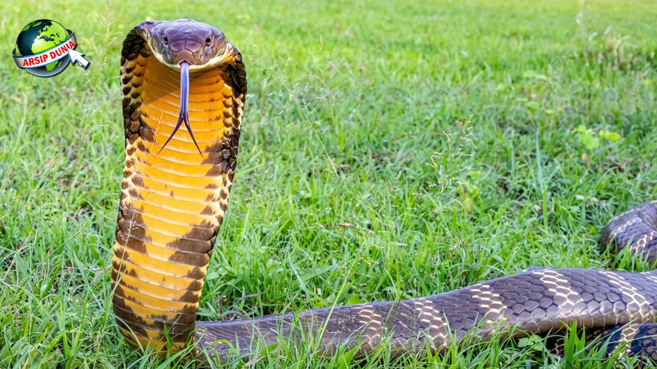 Ular Corba Kisah Penuh Si Pembelit, Terpukau 82!