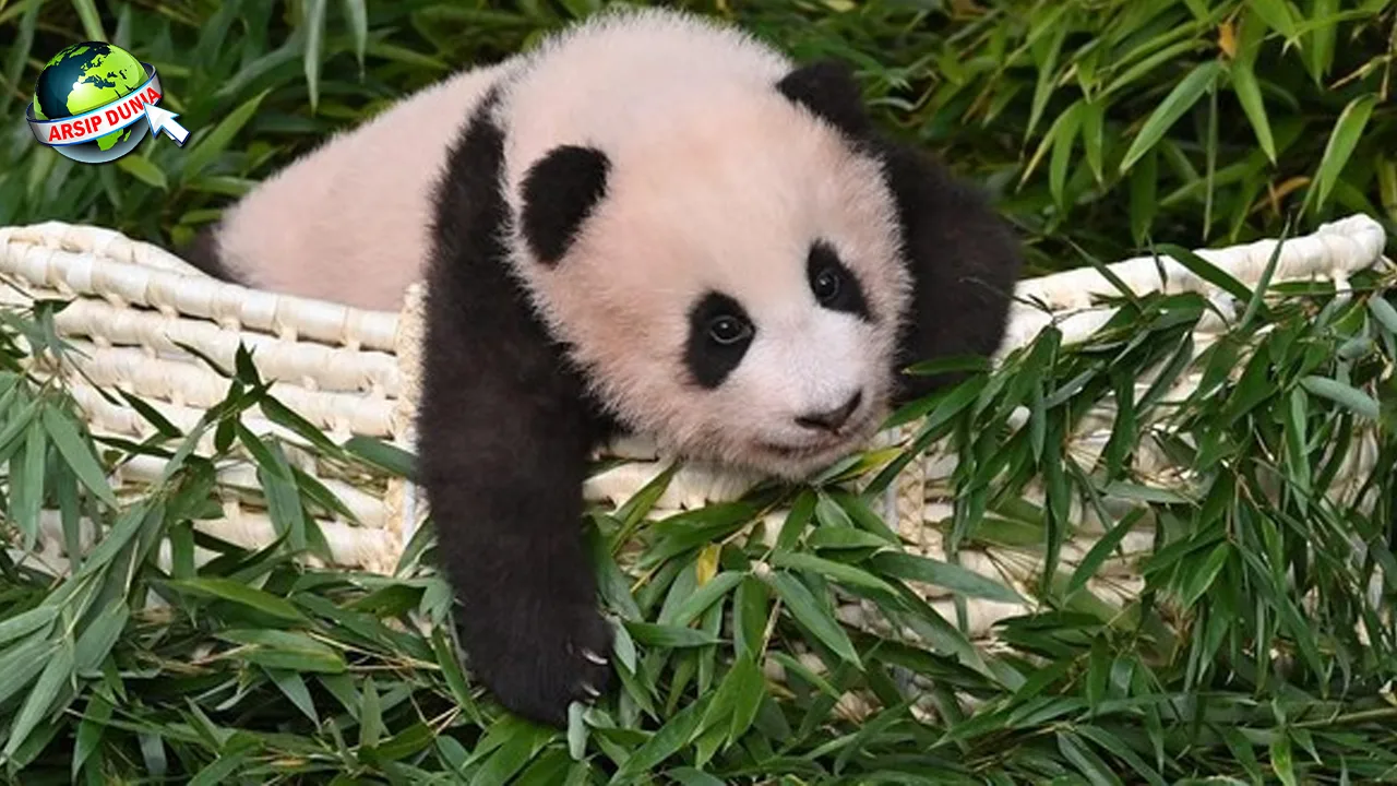 Hewan Panda 15 Jejak Lucu yang Bikin Cubit