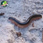 Kisah Kaki Seribu, Si Ribuan Kaki yang Legendaris 36