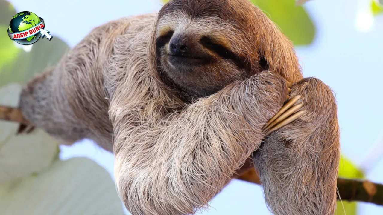 Kukang Bikin Nagih! 7 Cerita Seru Si Malam Lucu