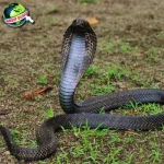 Ular Corba Kisah Penuh Si Pembelit, Terpukau 82!