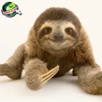 Kukang Bikin Nagih! 7 Cerita Seru Si Malam Lucu