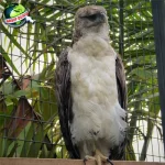 Burung Rajawali Dari 11 Cerita Kuno Hingga Kejayaan