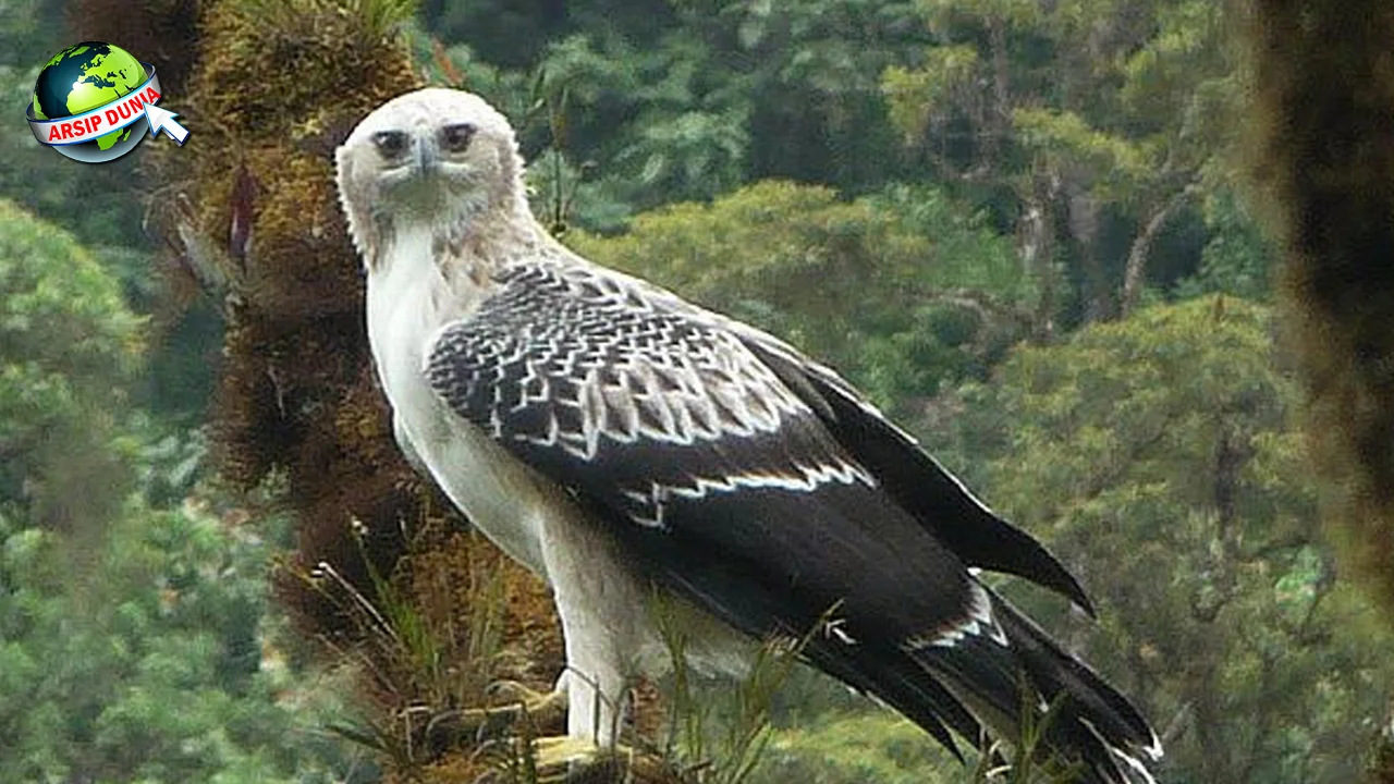 Burung Rajawali Dari 11 Cerita Kuno Hingga Kejayaan