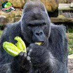 Gorila 01 Raja Hutan yang Punya Cerita lucu