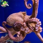 Menyingkap 100 Sejarah Gurita Peranannya Memukau