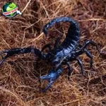 Kalajengking 750 Juta Tahun Evolusi Mengagumkan