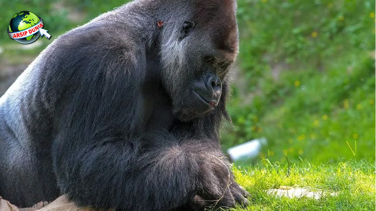 Gorila 01 Raja Hutan yang Punya Cerita lucu