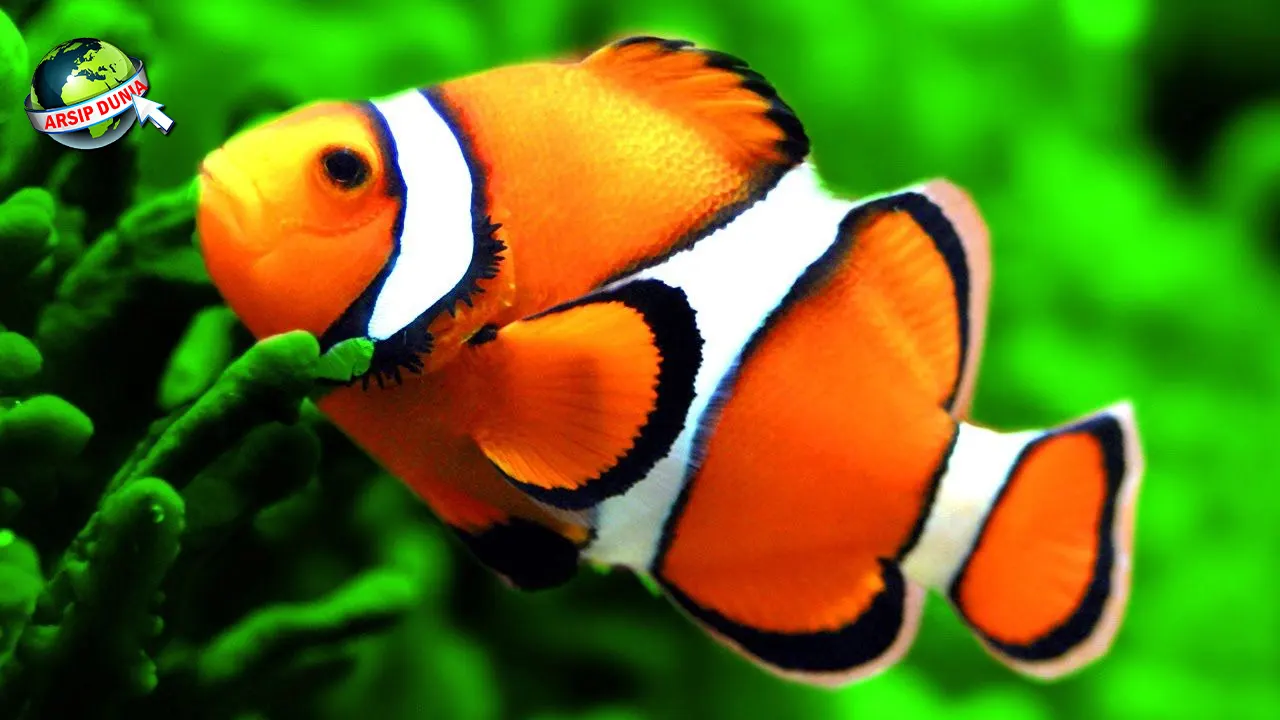 Ikan Nemo Dari 2 Habitat Alami hingga Hidup Global