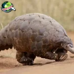 Trenggiling 19 Dari Mitos Kuno ke Dunia Viral