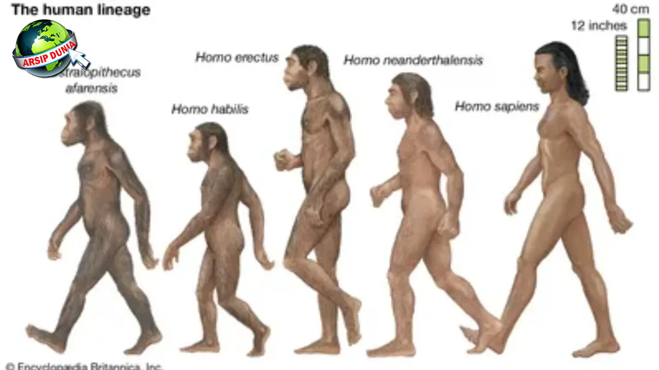 Homo Sapiens Kisah Perjalanan Panjang 300 Tahun!