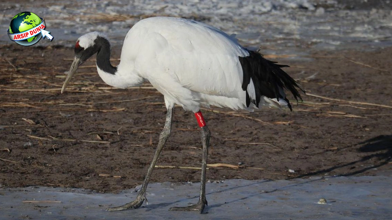 Bangau 67 Simbol Kehidupan, Kesetiaan, dan Misteri