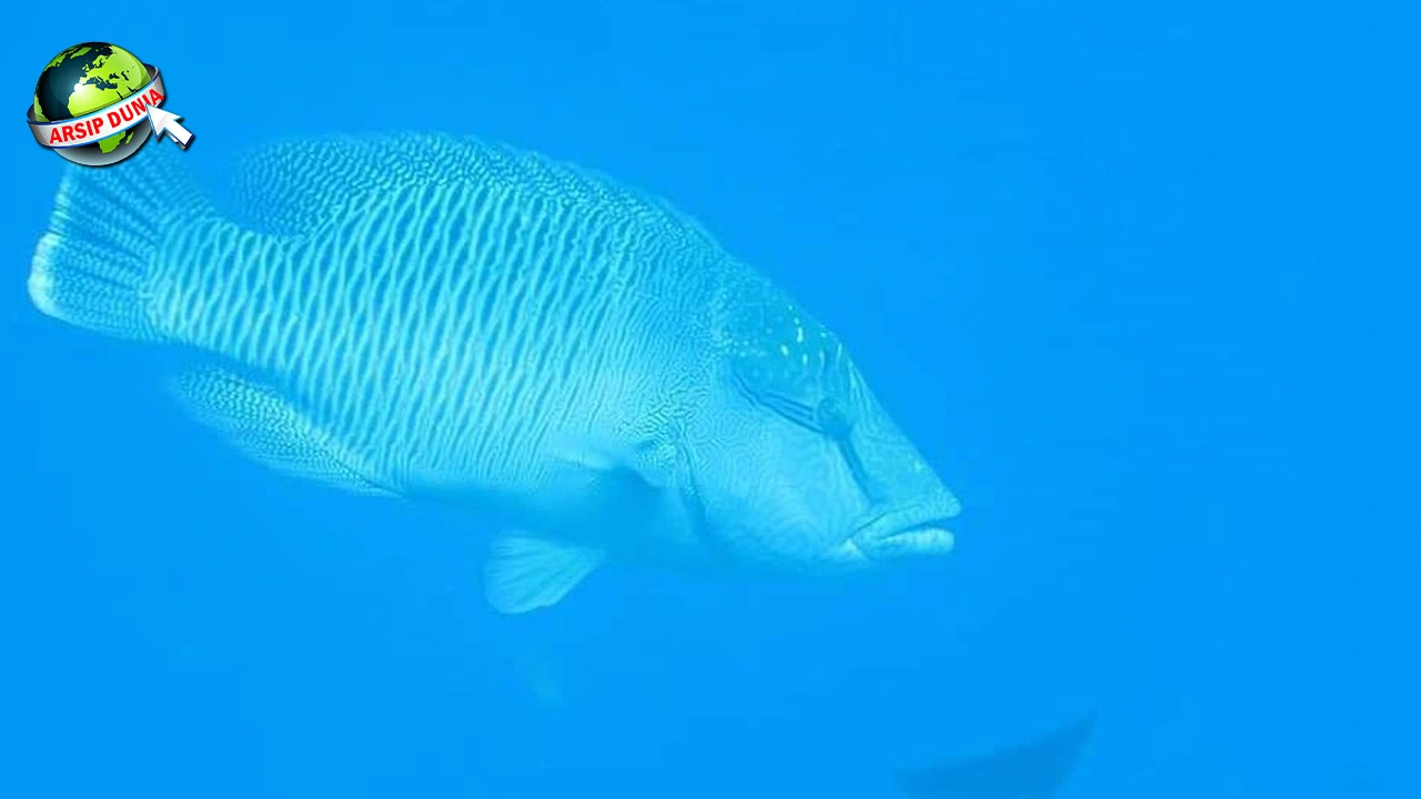 Ikan Napoleon: Misteri 3 Kehidupan Sang Raksasa Laut!