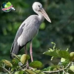 Bangau 67 Simbol Kehidupan, Kesetiaan, dan Misteri