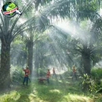REA Kaltim Plantations: Kisah 3 Sukses dari Kalimantan