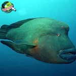 Ikan Napoleon: Misteri 3 Kehidupan Sang Raksasa Laut!