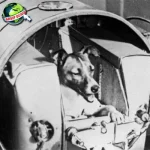 Laika 23 Kisah Tragis Anjing Pertama di Luar Angkasa